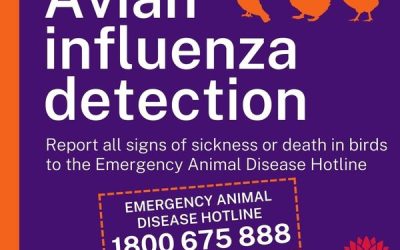 Bird Flu Action