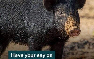 2024-2028 Regional Strategic Pest Animal Management Plans