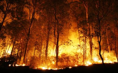 Bush Fire Survival Plan