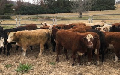 Store Cattle Sale Cancelled