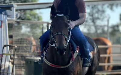 Big Weekend for Local Trainer