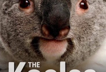 The Koala Screens in Inverell on Sunday