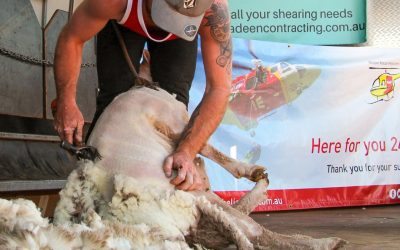 Delungra Hotel Shear 4 Life 2024