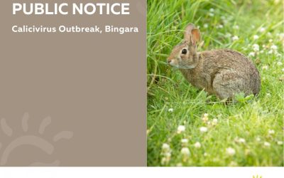 Calicivirus Outbreak Warning