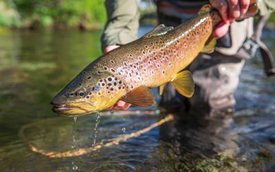 Trout Season Now Open