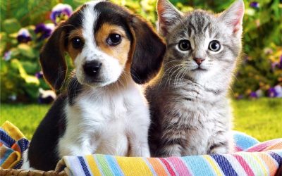 $12.5 Million Funding to Continue Building Stronger Animal Welfare Enforcement Across NSW