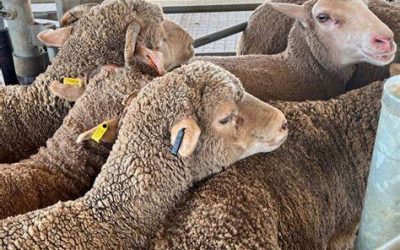 Sheep and Goat eID Tag Discount Program Now Underway in NSW