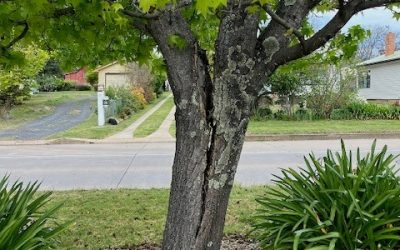 Arborist Called in to Inspect Trees in Glen Innes