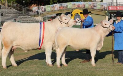 4 Way Charolais Mixes It with the Best