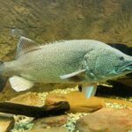 Murray Cod and Murray Crayfish Seasons Close 1 September