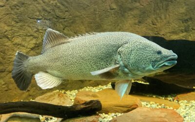 Murray Cod and Murray Crayfish Seasons Close 1 September