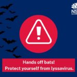 Avoid Touching Bats to Protect Yourself Against Lyssavirus