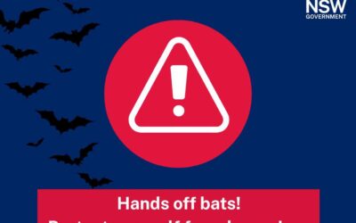 Avoid Touching Bats to Protect Yourself Against Lyssavirus