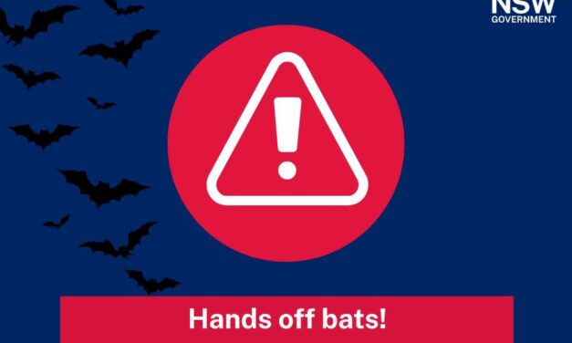 Avoid Touching Bats to Protect Yourself Against Lyssavirus