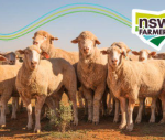 Sheep eID Rollout – Make it Right Before Making it Mandatory